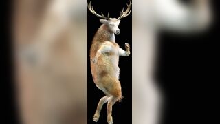 dancing animal